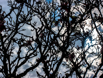 Low angle view of silhouette tree against sky