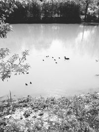 Flock of birds swimming in lake