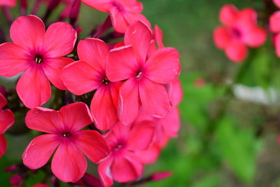 Close-up of pink flowers blooming outdoors