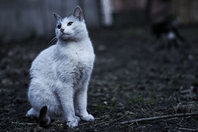 Cat looking away while sitting on land