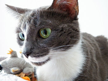 Close-up of a cat looking away in front of killed mouse repesentation