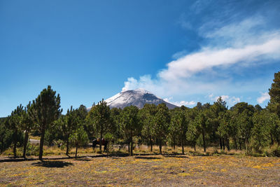 Panoramic shot of trees and plants against sky