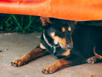 Close-up of dog sleeping