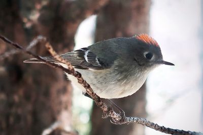 Adorable little chickadee