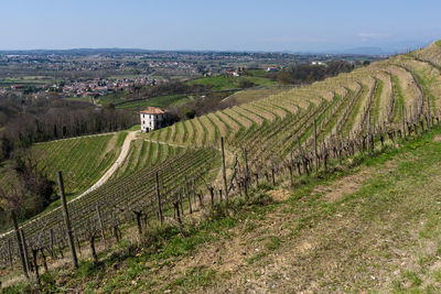 High angle view of vineyard against sky