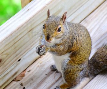 Grey squirrel with nut