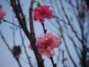 Close-up of pink flowers blooming on branch