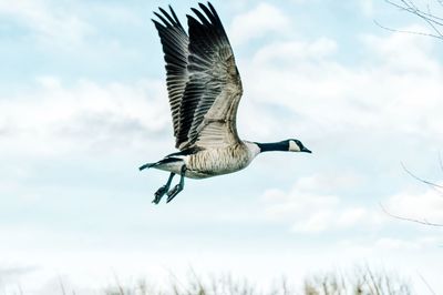 Low angle view of canada goose flying in sky