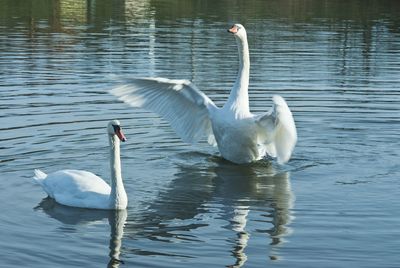 Swans swimming in lake