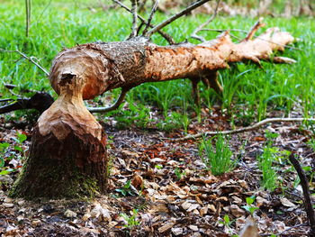Close-up of mushroom on tree trunk