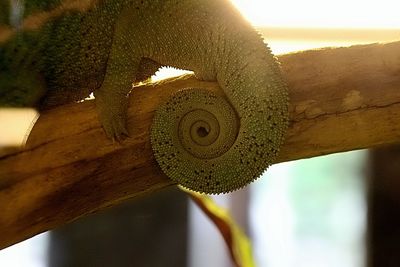 Close-up of chameleon on tree