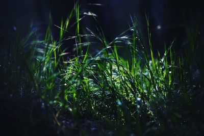 Close-up of grass growing on field