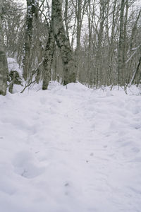 Snow covered land and trees in forest