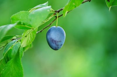 Close-up of fruits growing on tree