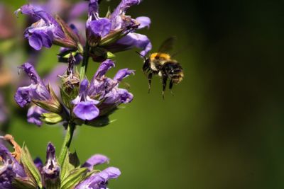 Close-up of bee on purple flowers