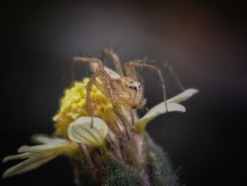 Close-up of spider on web