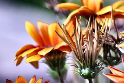 Close-up of yellow flowering plant