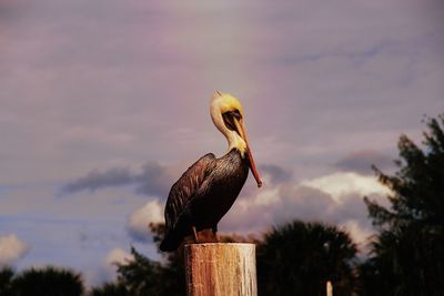 Bird perching on wooden post