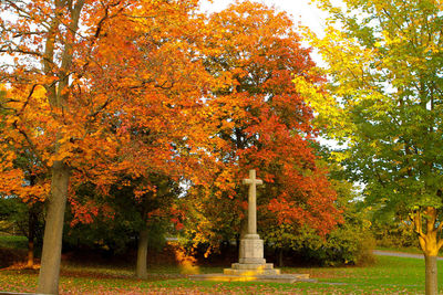 Trees in park during autumn