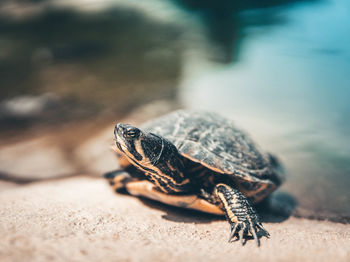 Close-up of water turtle on rock