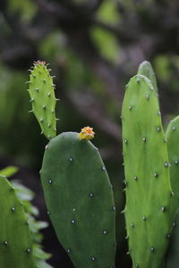 Close-up of raindrops on leaves