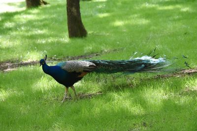 Bird in a field