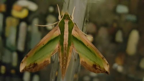 Close-up of plant against blurred background