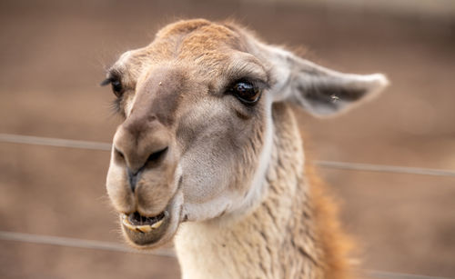 Close-up portrait of a lama