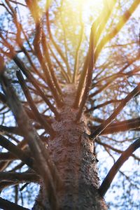 Low angle view of tree in forest