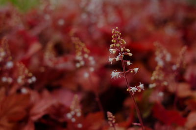 Close-up of red flowering plant