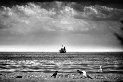 View of seagulls on sea