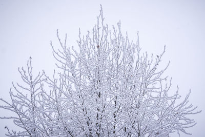 Close-up of frozen bare tree against clear sky