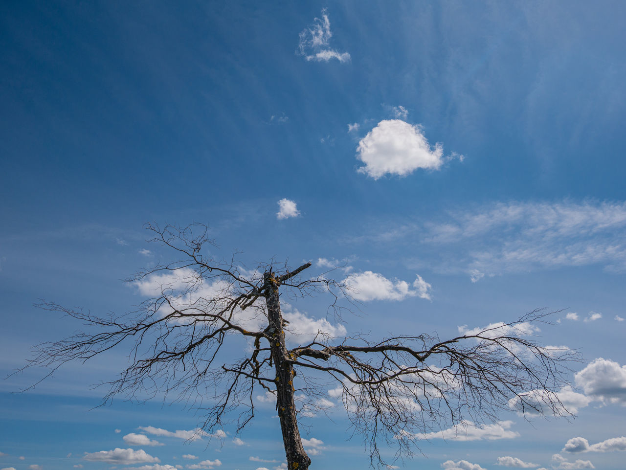 LOW ANGLE VIEW OF TREE AGAINST BLUE SKY