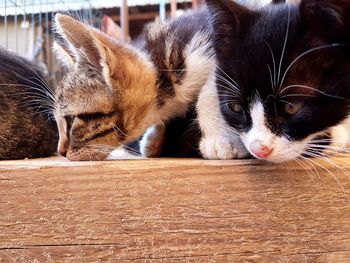 Close-up of cats on wood