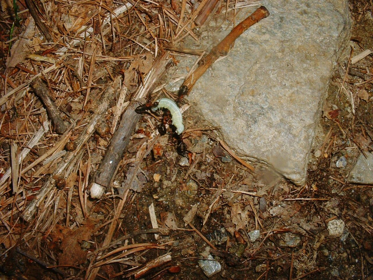 Formica rufa attacks a caterpillar