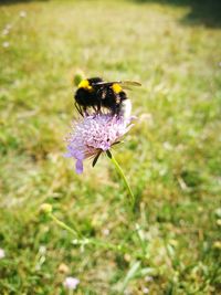 Close-up of bee pollinating on purple flower