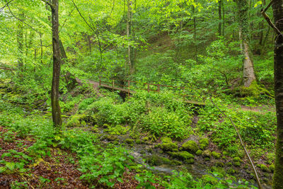 View of trees in forest