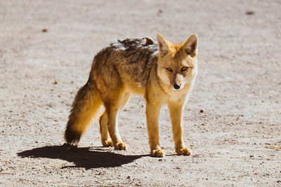 Fox desert san pedro atacama, chile 