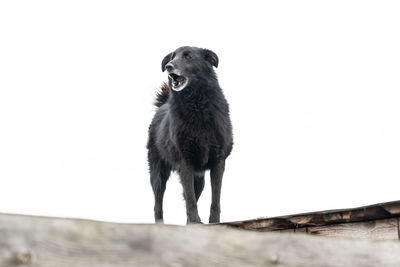 Dog looking away against clear sky