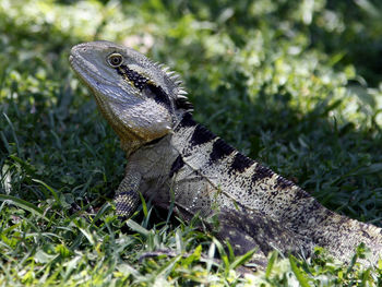 Close-up of bearded dragon on field