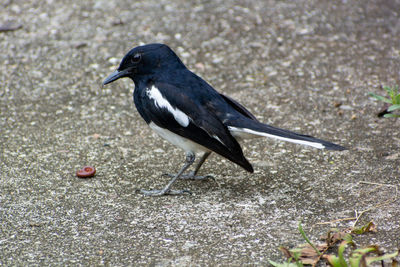 Close-up of bird perching on land