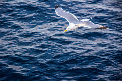 Seagull flying over sea