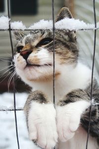 Close-up of a cat looking away