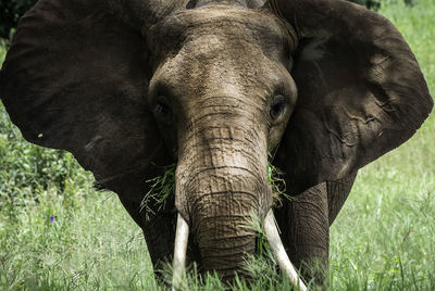 Portrait of elephant