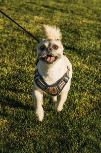 Portrait of a dog on field