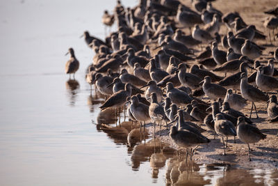 Birds swimming in lake