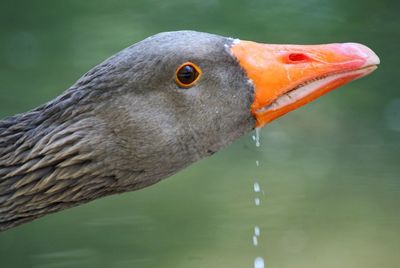 Close-up of goose drinking water in lake