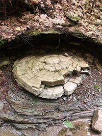 High angle view of shell on wood in forest