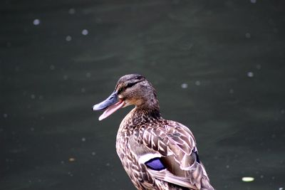 Close-up of duck swimming on lake