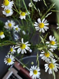 Close-up of white daisy flowers